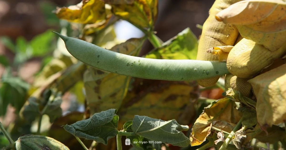 Grease-Free Air Fryer - Air Fryer 101
