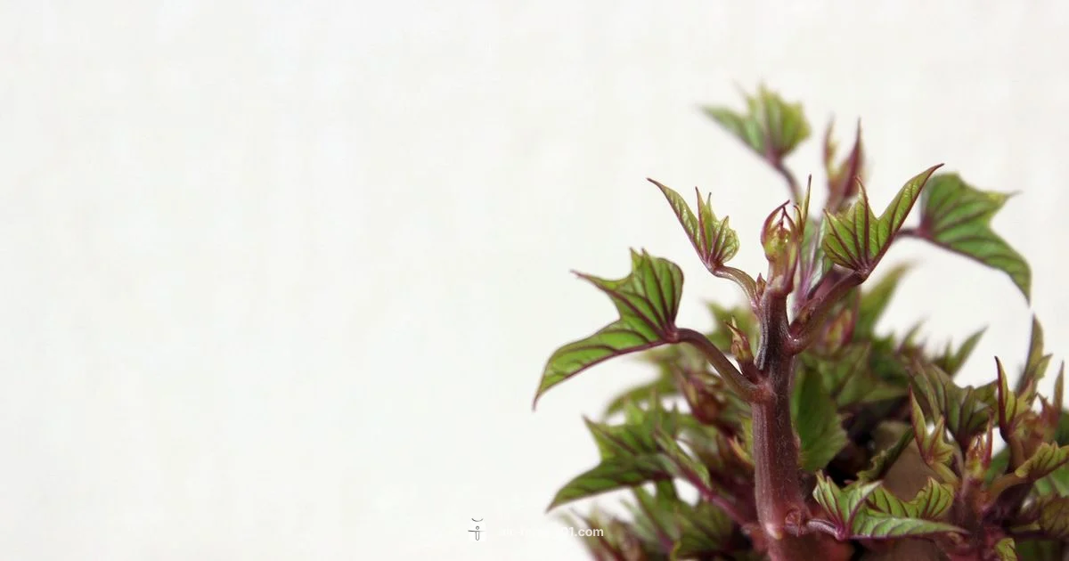 Crispy Air Fryer Potatoes - Air Fryer 101