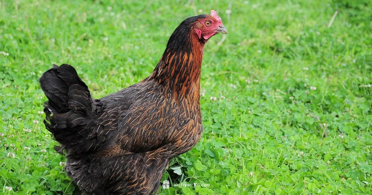 Air Fryer Chicken - Air Fryer 101