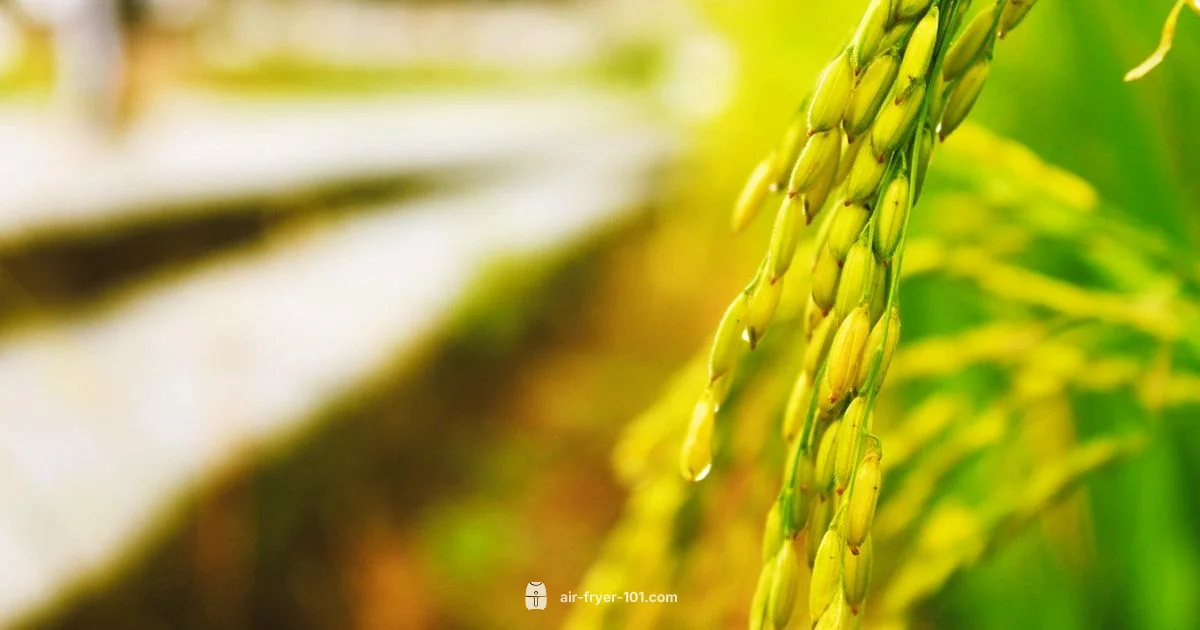 Rice in Air Fryer - Air Fryer 101