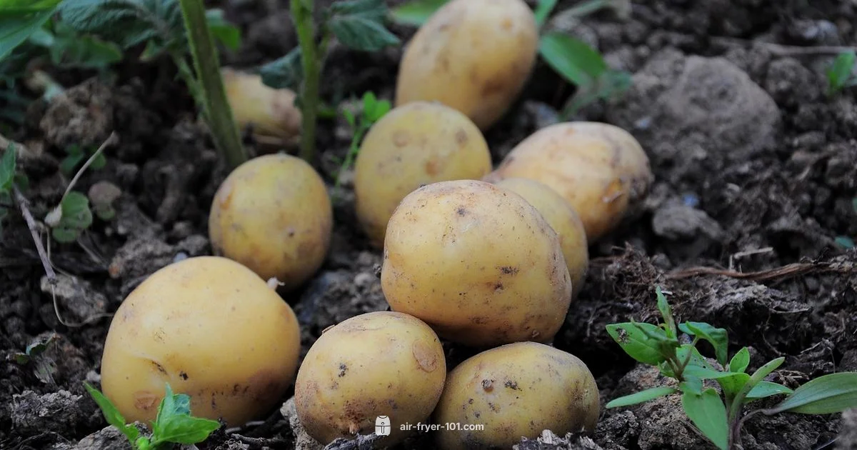 Crispy Potatoes - Air Fryer 101