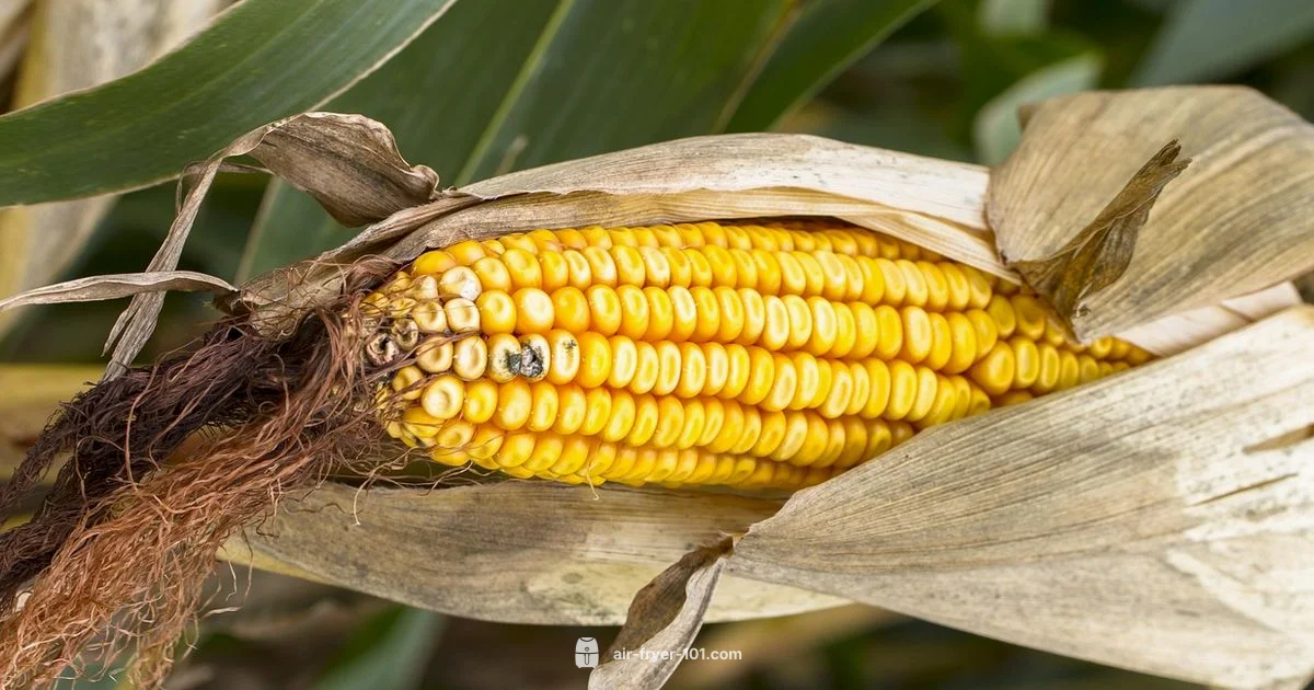 Crispy Corn Air Fryer - Air Fryer 101