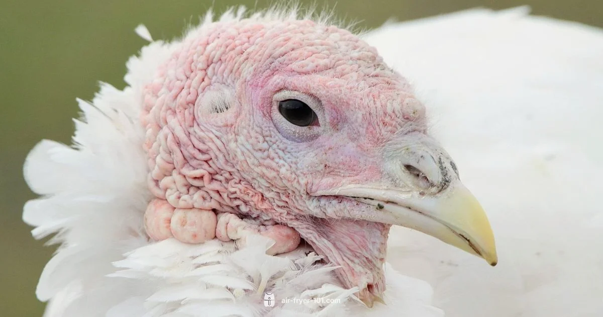 Air Fryer Turkey - Air Fryer 101
