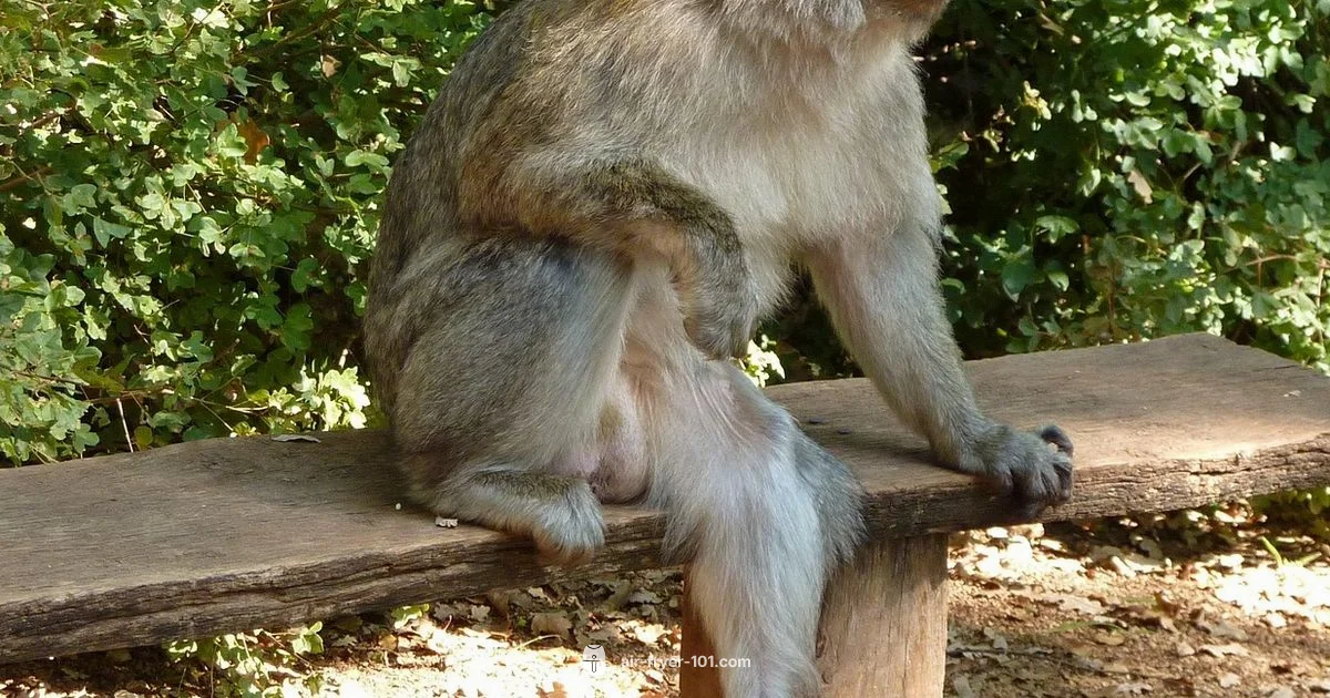 Pause & Stop - Air Fryer 101